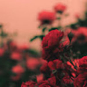 Meet your Posher, Daisy